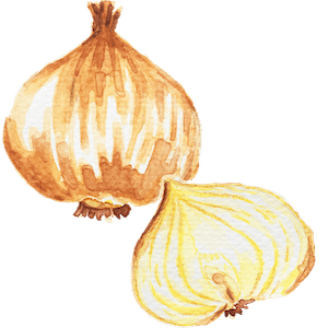 Image of onion as Week 17 size guide