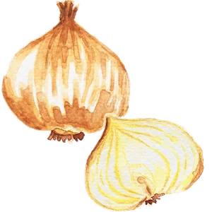 Image of onion as Week 17 size guide