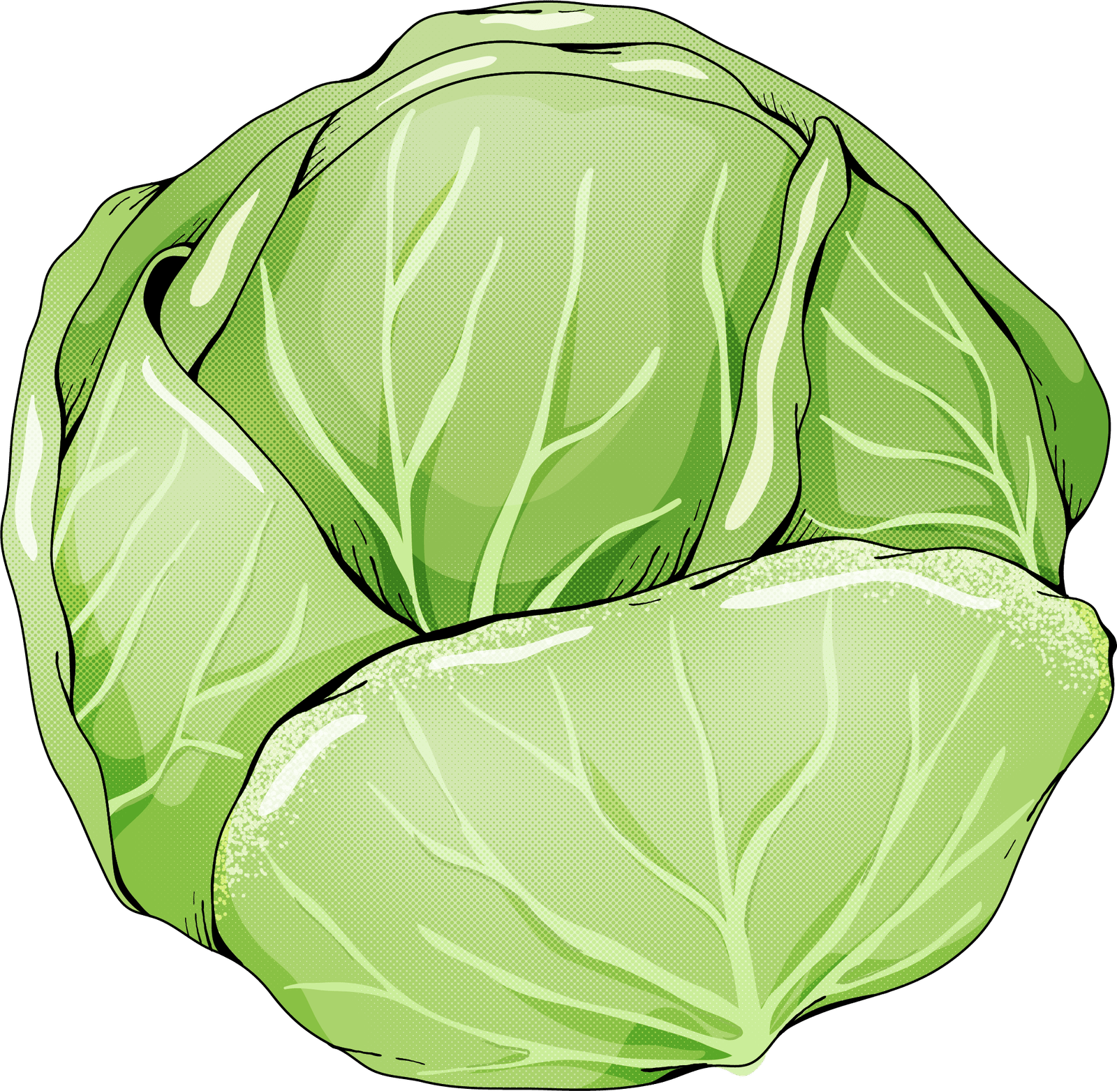 Week 27 size guide showing image of Cabbage