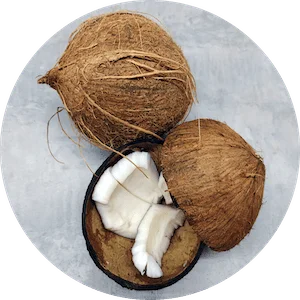 Baby size image of a coconut